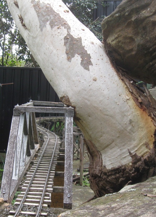 treeonbridge.JPG