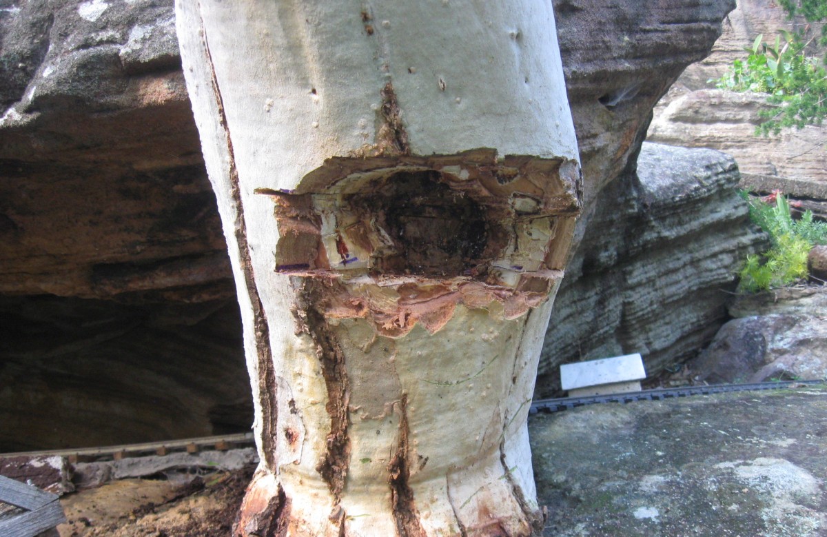 treecut 13-8a.JPG