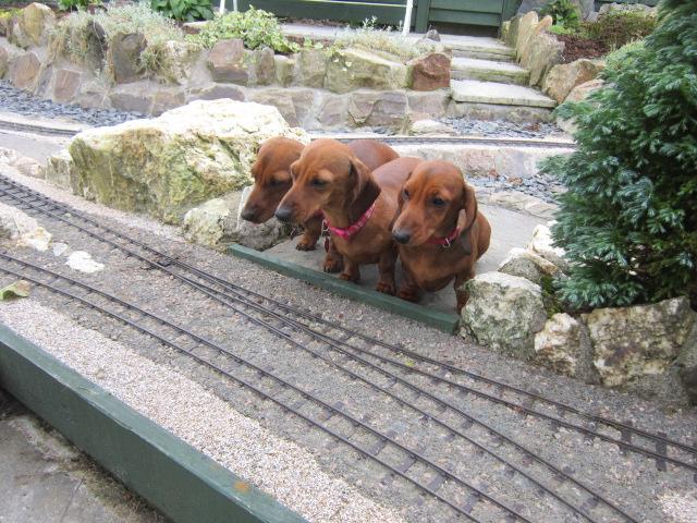 3 dachsunds.jpg