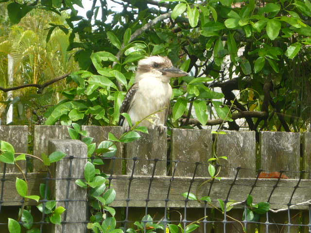 kooka2.jpg