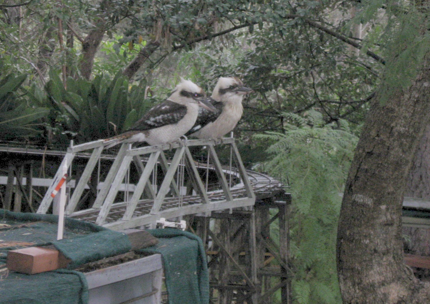 2kookas.JPG