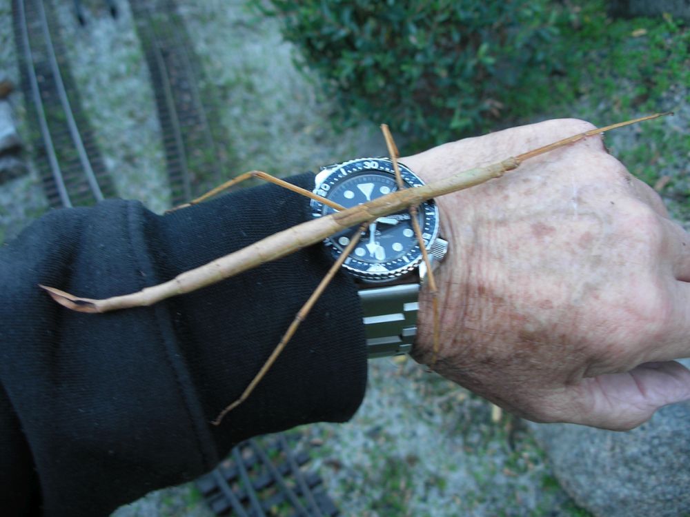 Stick Insect.jpg