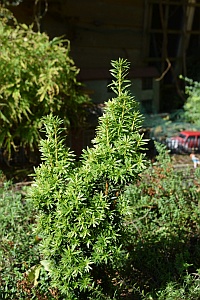 taxus baccata.jpg