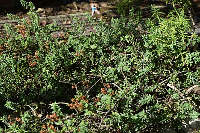 hebe& prostrate rosemary.jpg