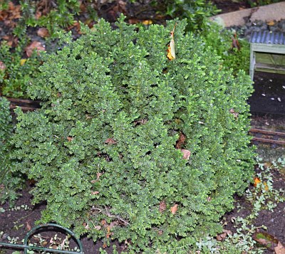 cryptomeria japonica vilmorinia.jpg