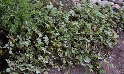 acaena buchananii.jpg