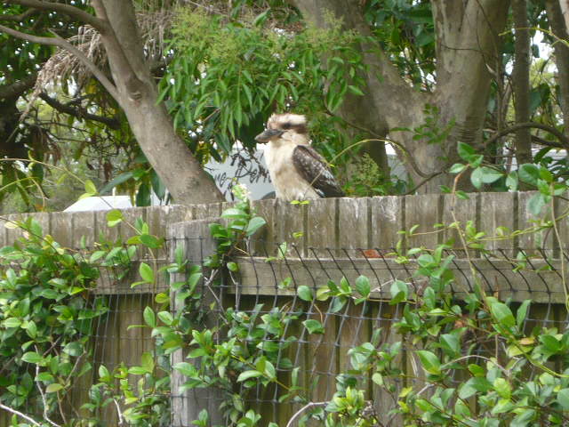 kooka.jpg