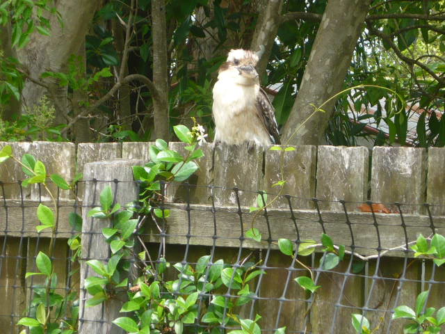 kooka1.jpg