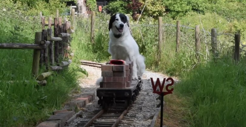 Gravity running with dog R.jpg