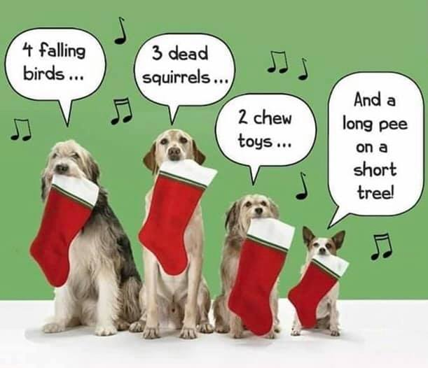 Dog_12DAYSOFCHRISTMAS.png