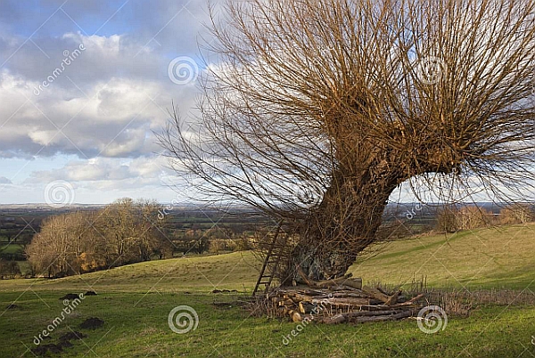 pollarded-willow-near-willersey-cotswolds-gloucestershire-england-109913093.jpg
