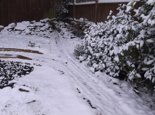 grfsnow2.jpg