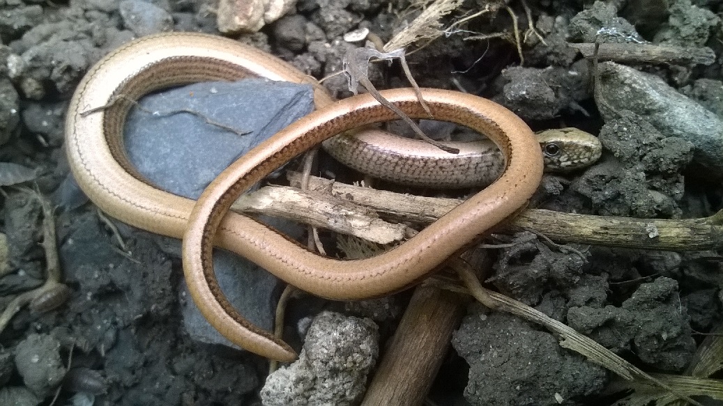 Slow worm.jpg