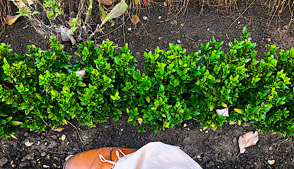 Euyonmus Japonicus.jpg