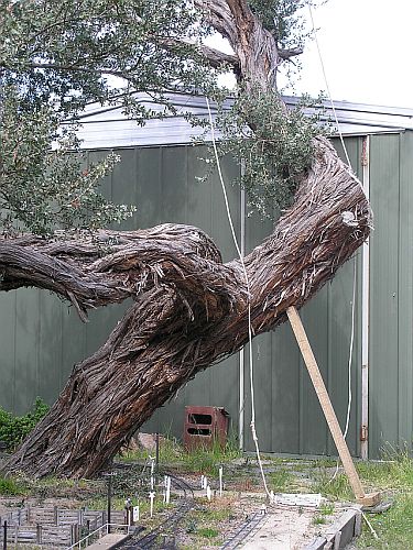 Railway Tree 1.JPG