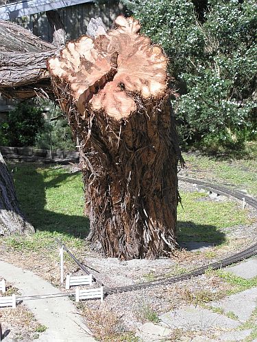 Railway Tree 5.JPG